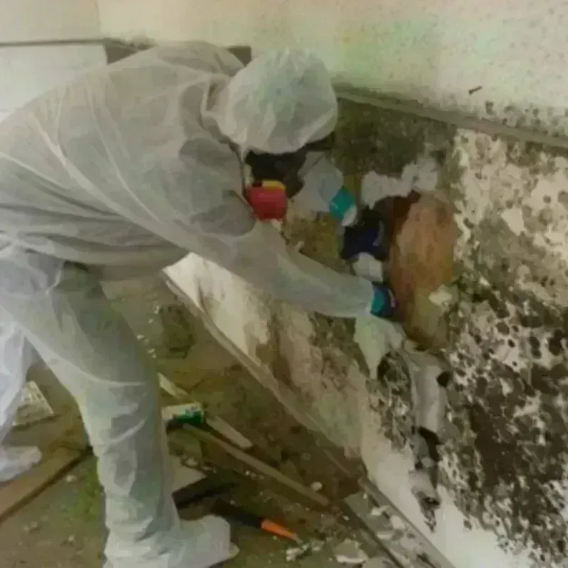 Mold Remediation and Removal in Meagher County, MT